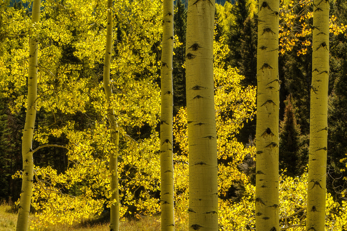 Photograph of a backlit aspen grove in autumn
