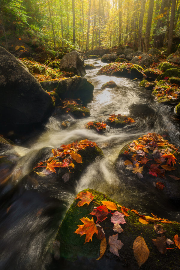 photograph of a stream and colorful foliage in  Vermont