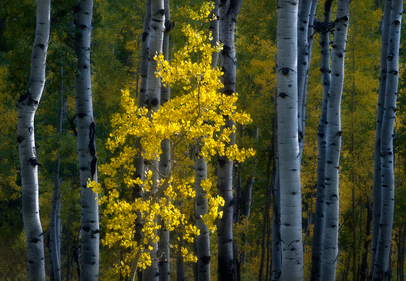 _DSC3240-Edit photograph of autumn aspen grove in Colorado