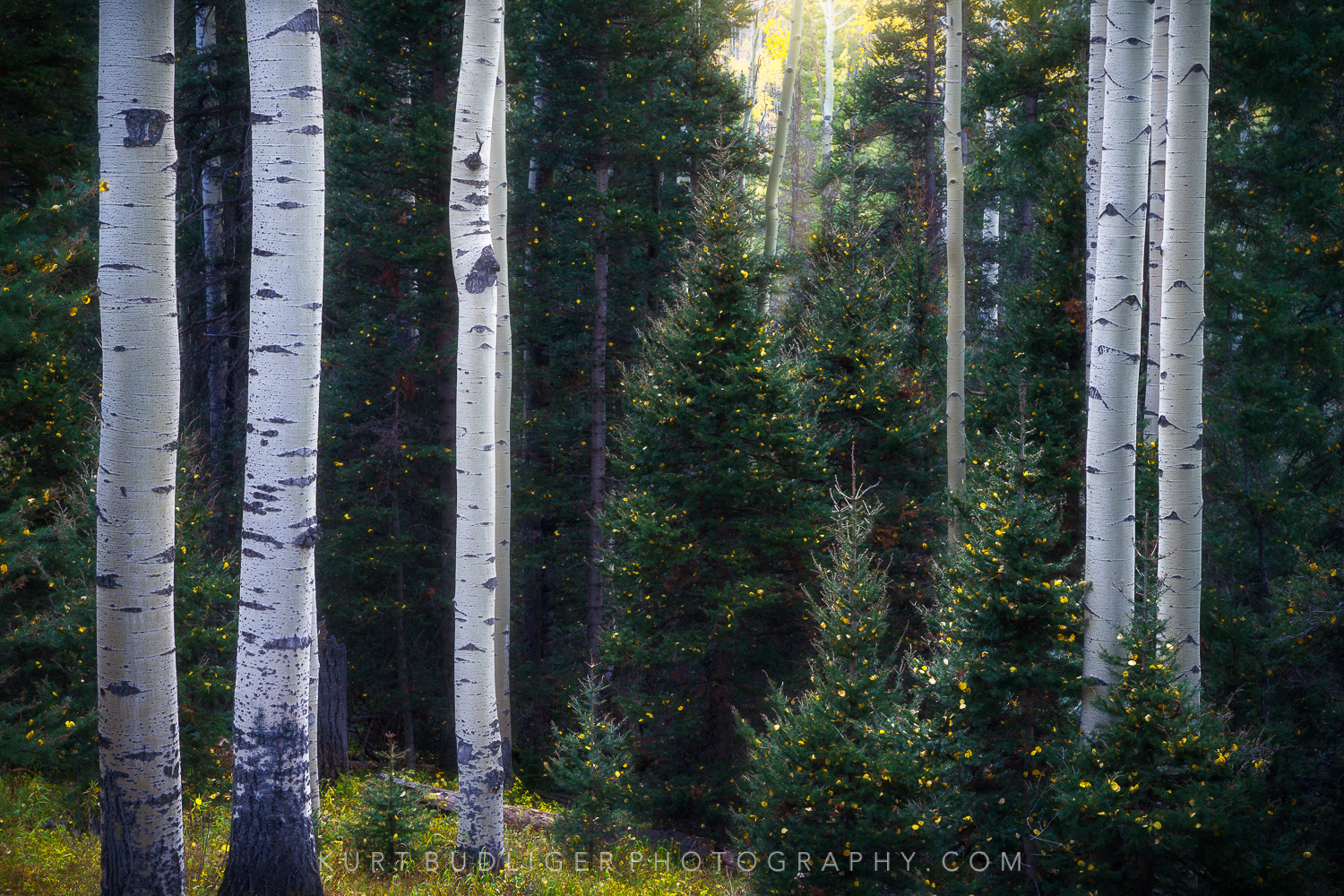 image of aspen in fall in Colorado